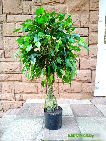Искусственное растение Forgarden Ficus 90 см - фото