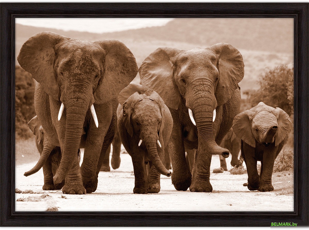 Картина Декарт 8Л2664 - фото