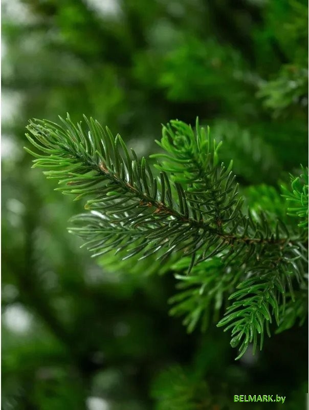 Ель National Tree Company Грация Премиум ГР/ПР-230 2.3 м - фото2