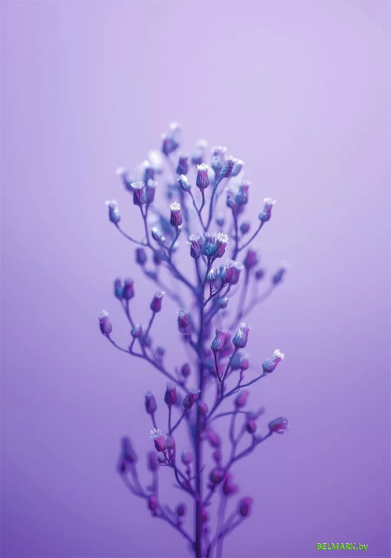 Картина Stamprint Ветка 2 SP024 (100x70) - фото