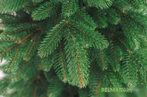 Ель Бифорес Крона Микс (1.95 м, темно-зеленый) - фото2