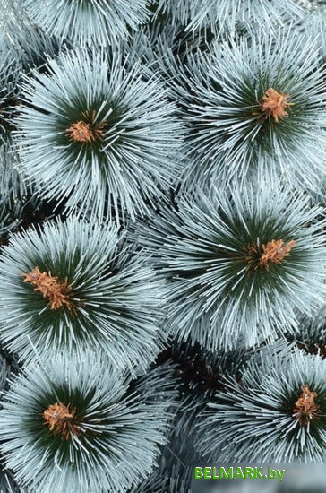 Сосна Erbis Темная с белыми кончиками 1.5 м - фото2