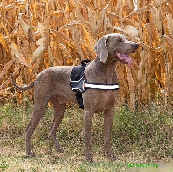 Шлея Ferplast Hercules P S 75468217 (черный) - фото2