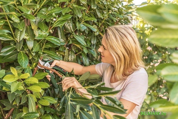 Секатор Bosch EasyPrune - фото2